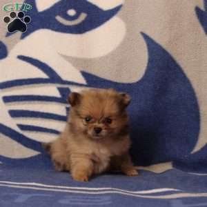 Demi, Pomeranian Puppy